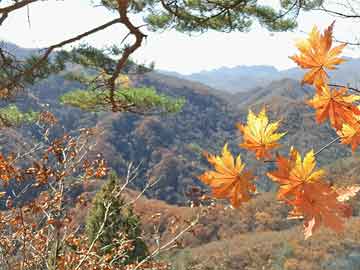 2004新澳门天天开好彩：探索繁荣彩市的年度盛事