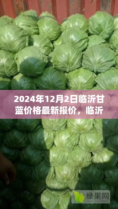 临沂甘蓝之旅，最新价格与自然的怀抱中的心灵宁静与微笑