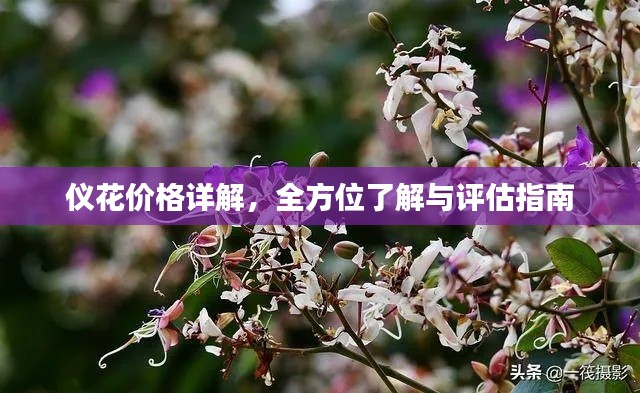 仪花价格详解，全方位了解与评估指南