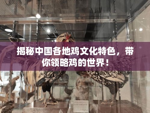 揭秘中国各地鸡文化特色，带你领略鸡的世界！