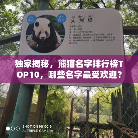 独家揭秘，熊猫名字排行榜TOP10，哪些名字最受欢迎？