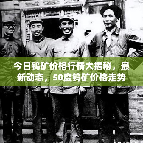 今日钨矿价格行情大揭秘，最新动态，50度钨矿价格走势分析